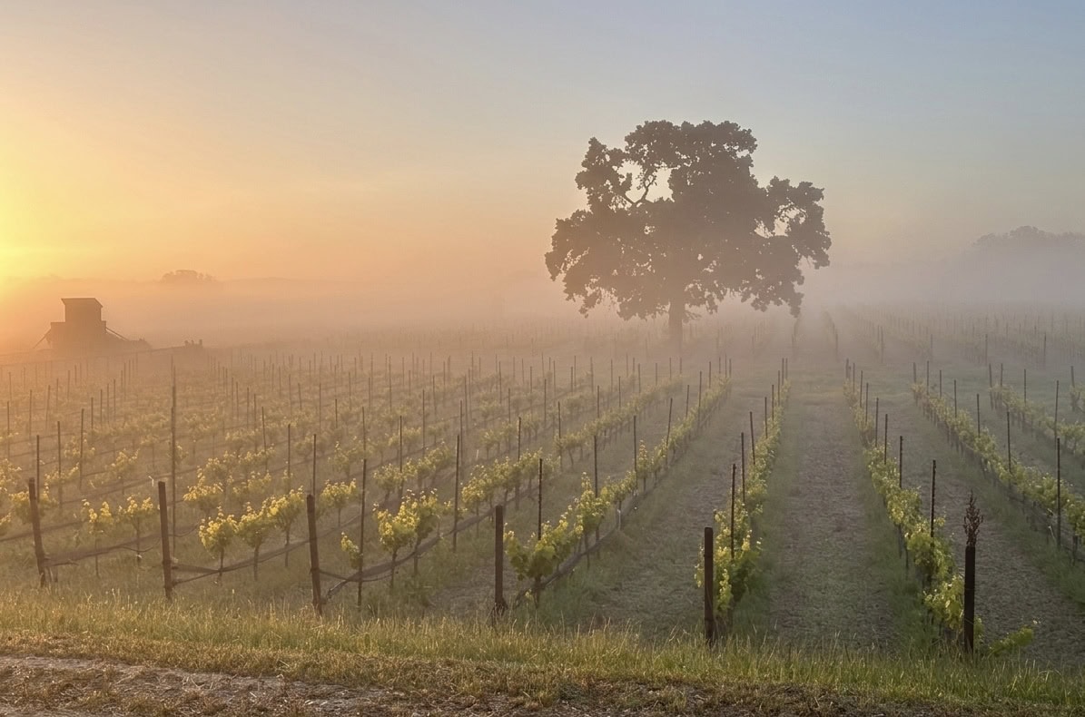 Bravo Toro Vineyard